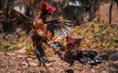 ถ่ายทอดสดไก่ชน ipmวันนี้ ท่านสามารถชมการแข่งขันไก่ชนสดๆ พร้อมทั้งตารางการแข่งขันแบบสดทุกวัน