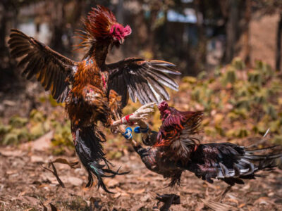 ถ่ายทอดสดไก่ชน ipmวันนี้ ท่านสามารถชมการแข่งขันไก่ชนสดๆ พร้อมทั้งตารางการแข่งขันแบบสดทุกวัน